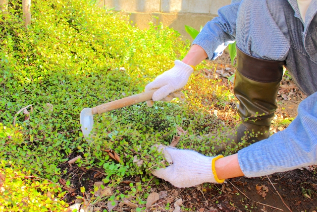 木の根の処分する手順