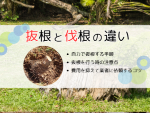 伐根と抜根の違いは何？費用を安く済ませる方法も紹介！