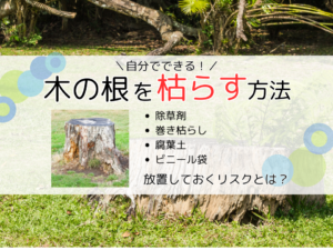 切った木の根っこを枯らす4つの方法｜放置してはいけない理由