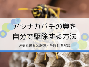 アシナガバチの巣は自分で駆除すべき？｜蜂の巣駆除方法や危険性を解説