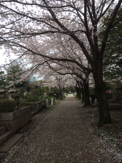 青山霊園桜