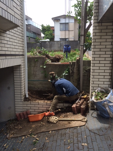 渋谷区伐根