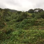 神奈川県葉山草刈作業