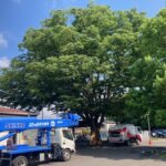 ケヤキの透かし選定作業（番外編）